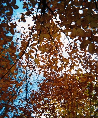 sun sparkling through fall foliage