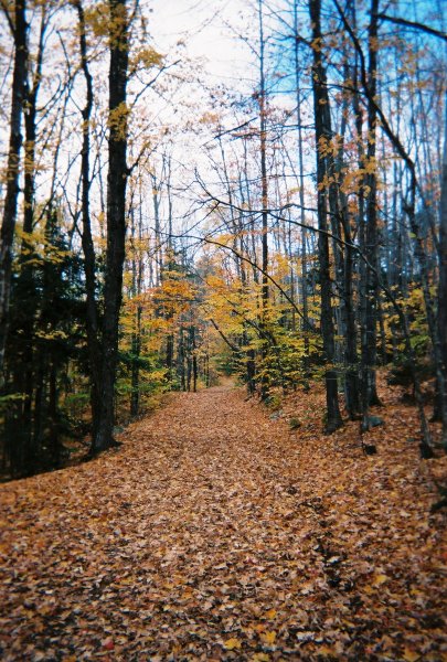seeing the path forward